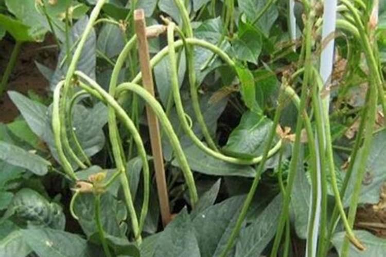 豆角在什么时候打芸苔素最佳？