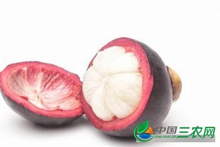 山竹应该怎么种植 山竹的田间管理技术