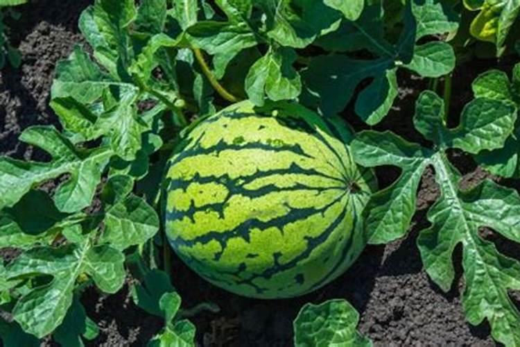 西瓜都需要施哪些肥料为好？