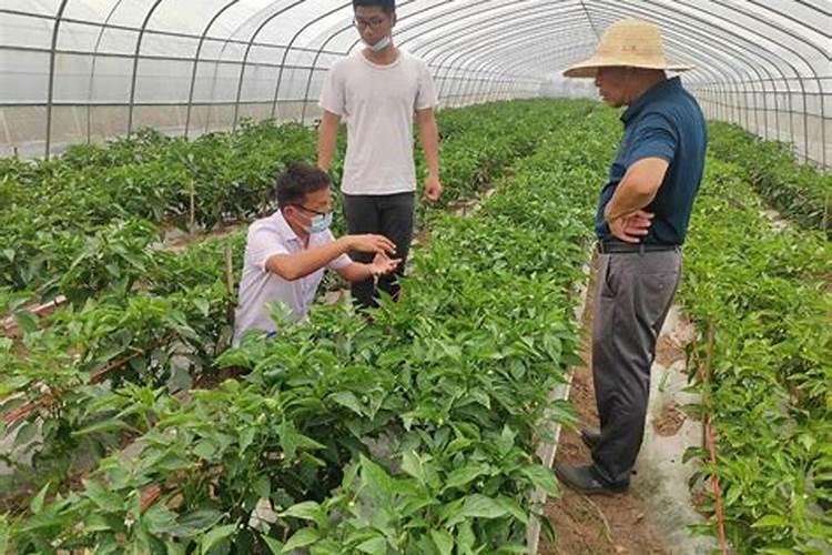 长时间阴天刚放晴后适合对农作物浇水施肥不