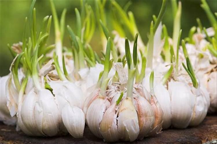 大蒜浸种用硕丰481效果好不好？