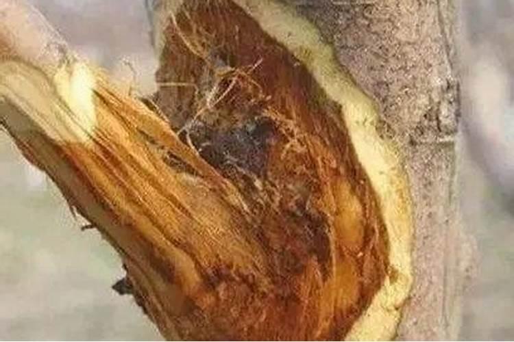 治疗榴莲果树腐烂病的药剂