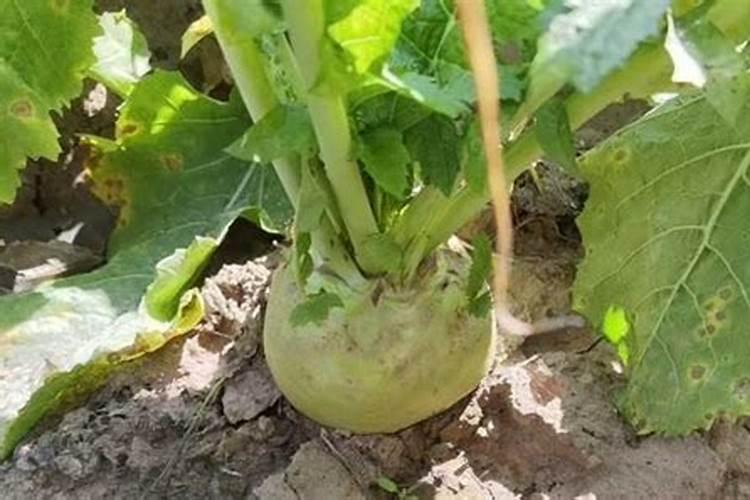 芥菜疙瘩喜欢什么肥？