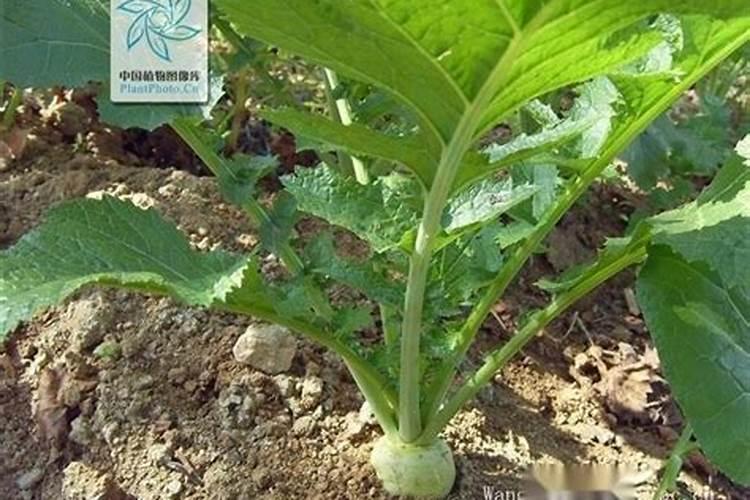 芥菜疙瘩最好追什么肥？