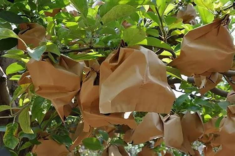 苹果套袋施什么叶面肥效果好？