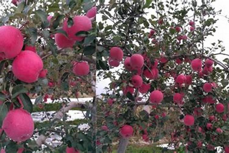 苹果套完袋上什么肥料？