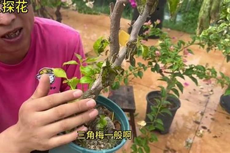 三角梅肥害怎么处理？