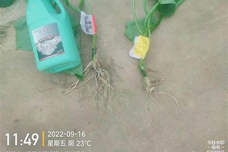 绿叶植物用什么肥料