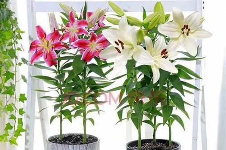买的花朵朵10号可以放进百合花水中吗