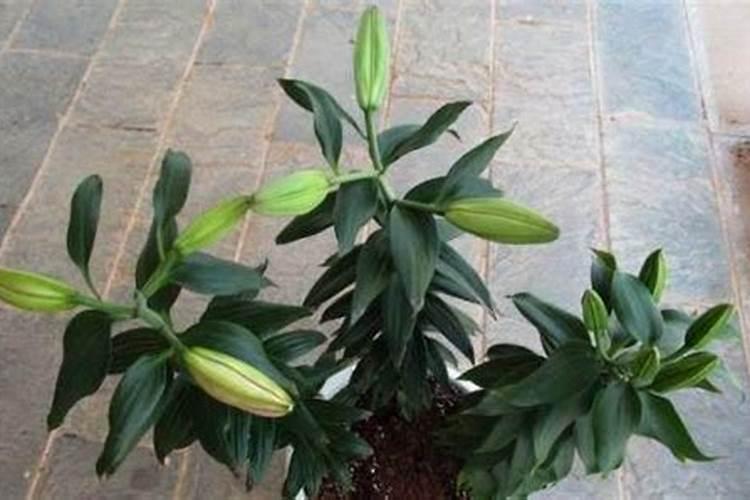 百合有花骨朵了,还可以施肥吗？