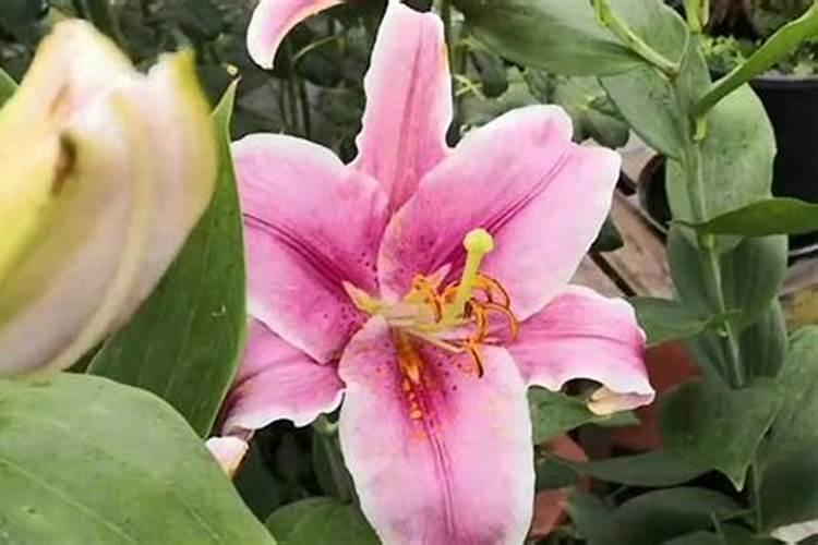 百合花怎么养？