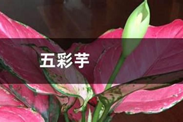 彩叶芋的养殖方法