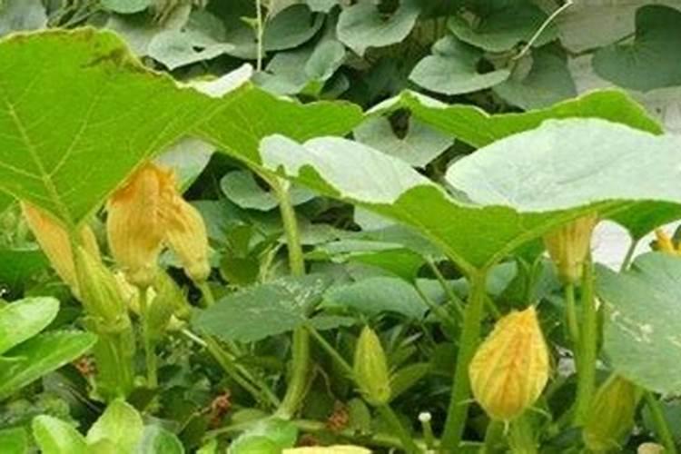 南瓜开花结果期施什么肥