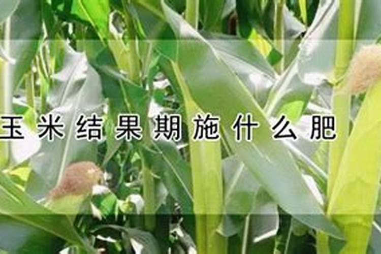 玉米结果期施什么肥