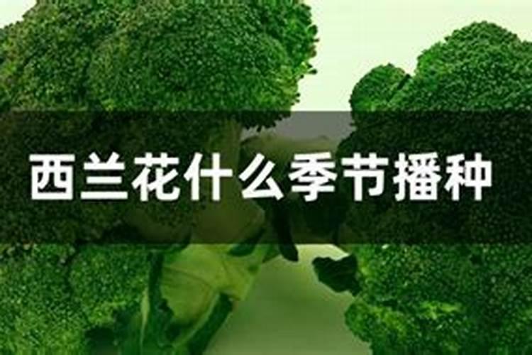 西兰花什么季节喷硼肥