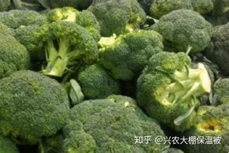 西兰花管理要点