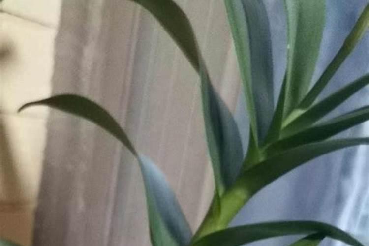 石斛长花剑期施什么肥好？