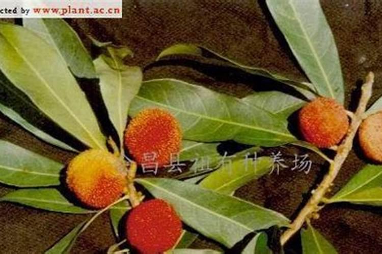 杨梅树种子繁殖方法