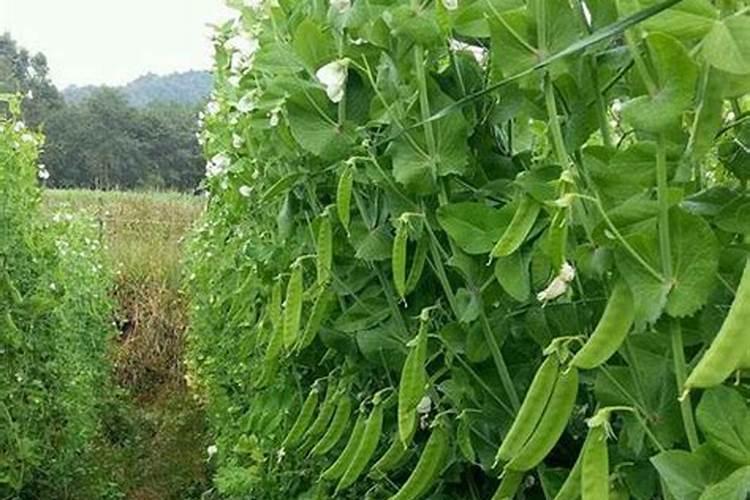 如何种植扁豆 扁豆高产高质量养殖