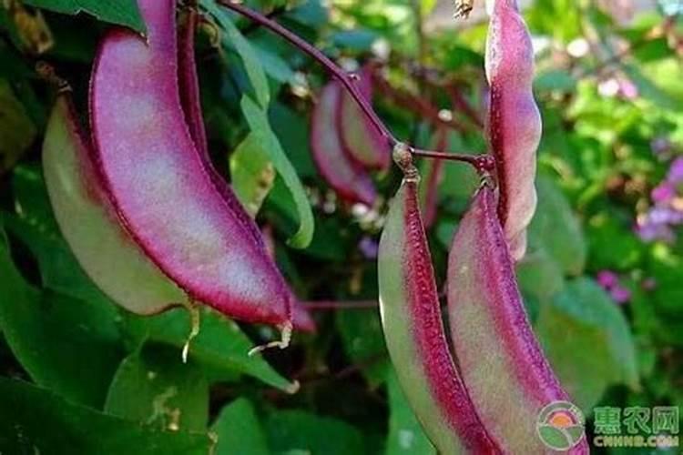 扁豆种植需要注意哪些问题 扁豆怎么施肥