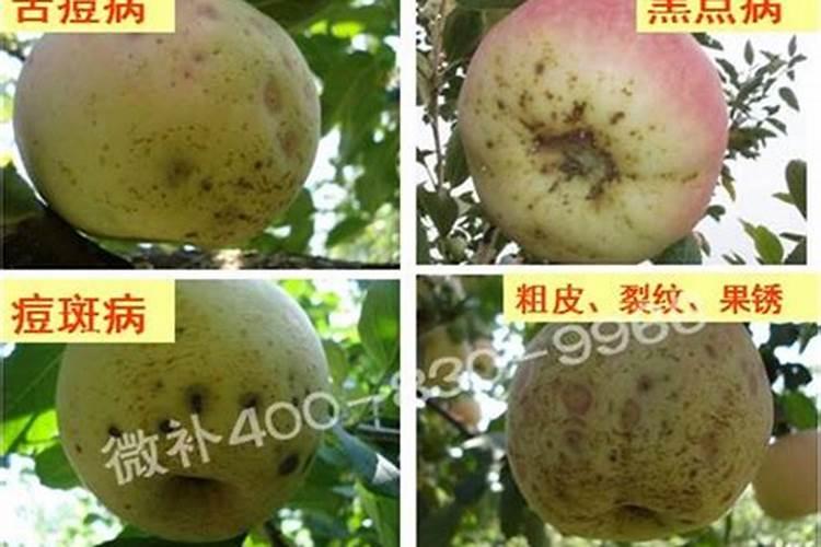 苹果缺钙症状什么时候补钙最快