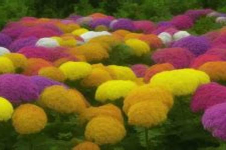 大棚菊花用什么肥料最好最旺