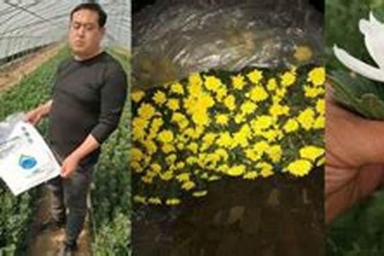 菊花怎么施肥 用什么肥料好