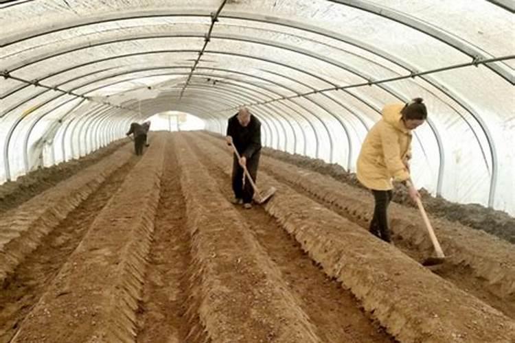 辣椒垄作栽培时应该怎么整地、作畦？