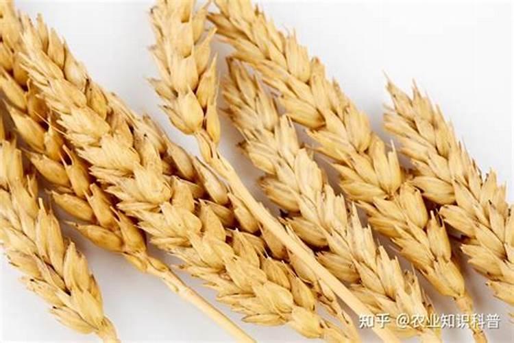 小麦冻害用什么药补救