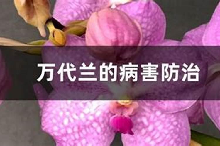 万代兰病害防治