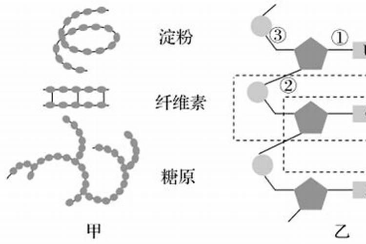 生物大分子的基本骨架是什么