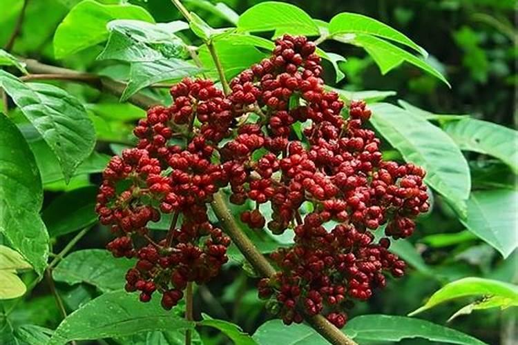 吴茱萸的施肥时间要点有哪些？