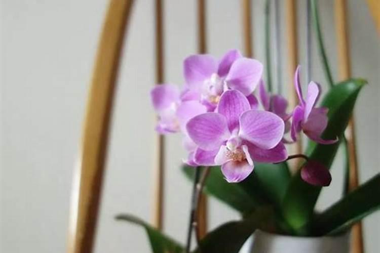 花多多2号给蝴.蝶兰怎么施肥？