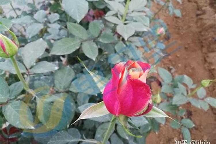 ...少不了。花期前,该如何给花卉正确喷施磷酸二氢钾？