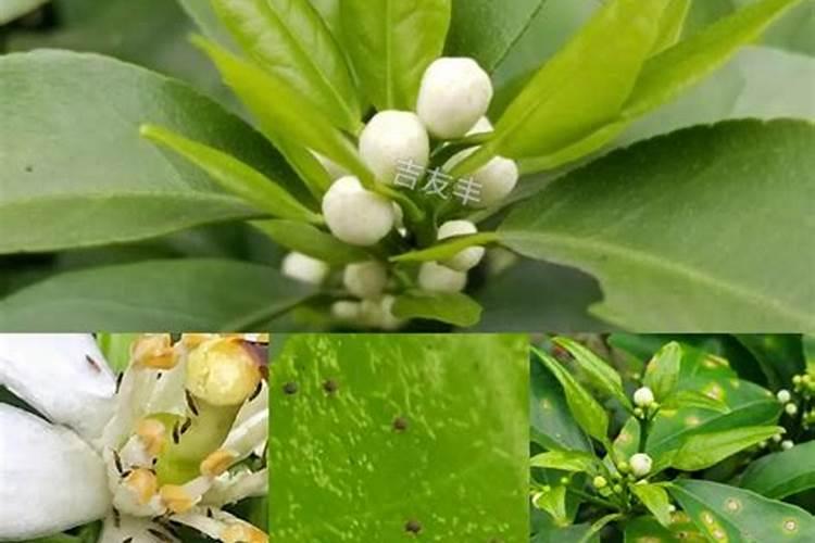 砂糖橘花蕾露白状态