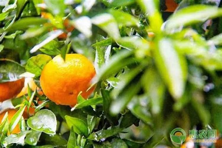 新栽柑橘幼苗怎么施肥 一年需要施几次肥