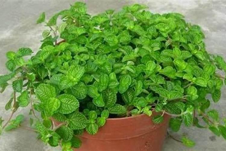 薄荷喜氮还是磷肥好养活？