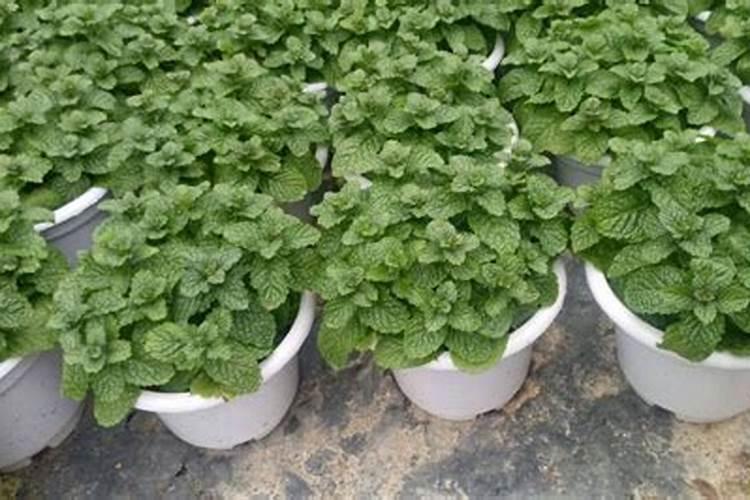 薄荷的养殖方法和注意事项有哪些