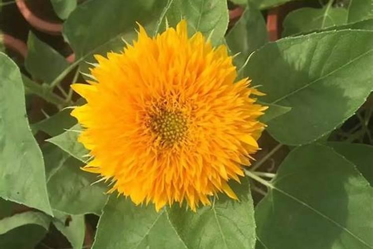 葵花开花了时能追肥吗