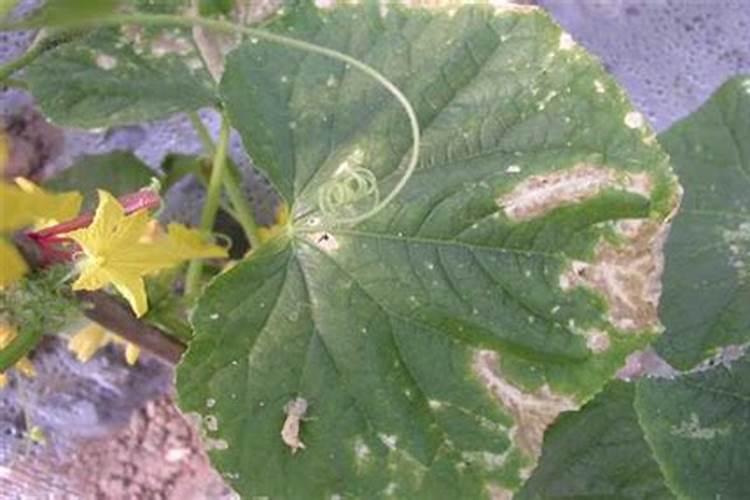黄瓜叶枯病都有哪些表现症状呢？用什么药治理效果好呢？