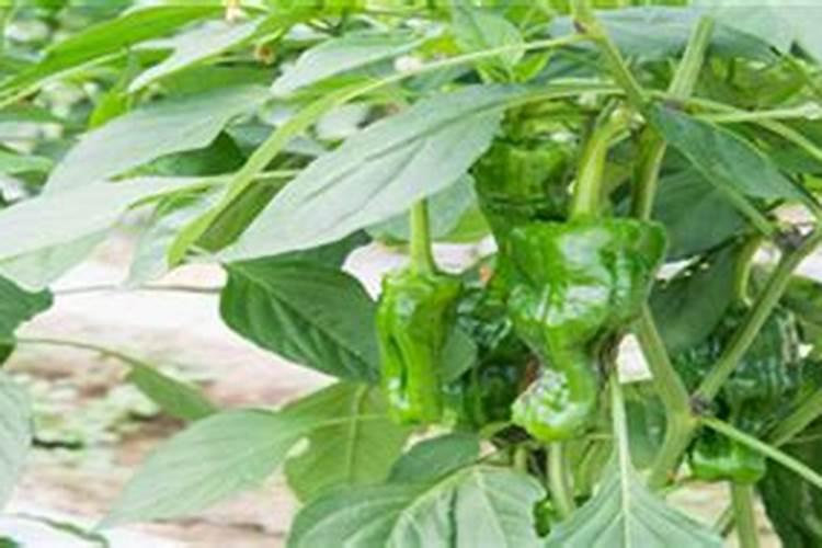 辣椒打什么药可以保花保果