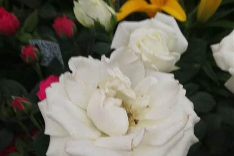 月季花的花瓣边缘为什么黑了？