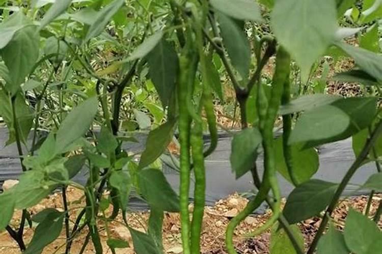 种植辣椒果实发育和成熟期,对水肥的要求都有哪些？
