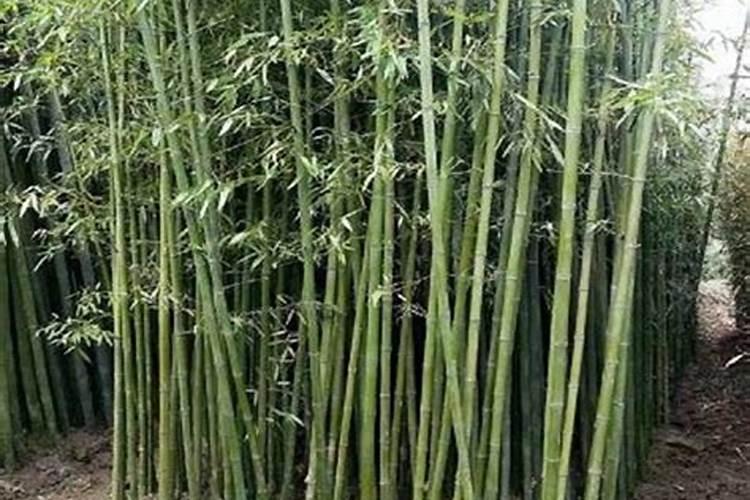家里竹子开花为什么会开花？