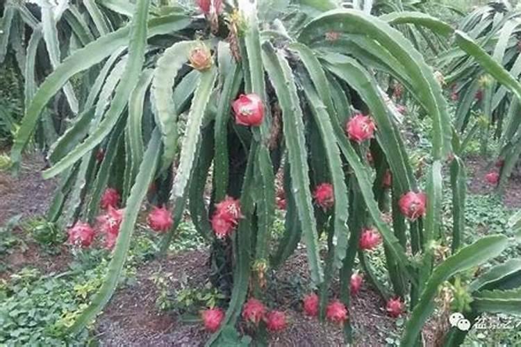 火龙果种植技术与管理