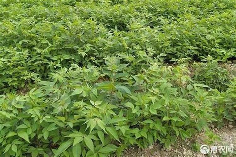 黄柏树用什么肥料长得快呢