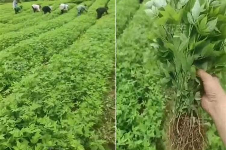 黄柏树最好三个肥料