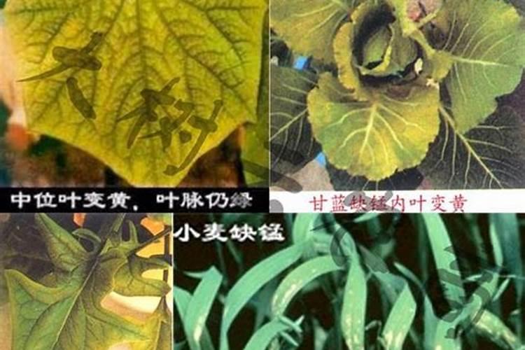 植物对中量元素过剩会中毒吗？