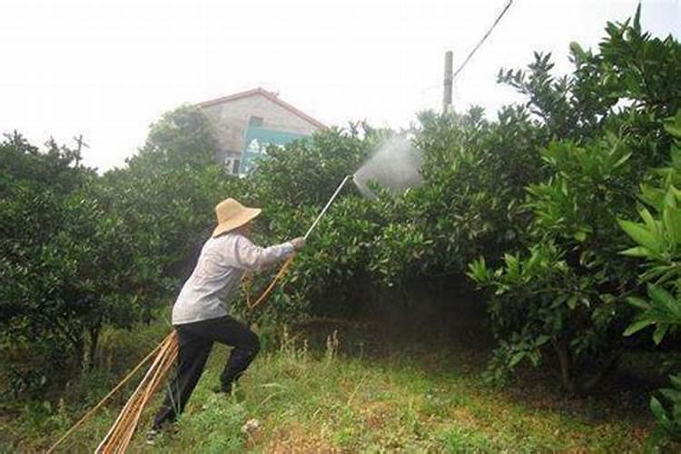 柑橘冬季清园用什么农药