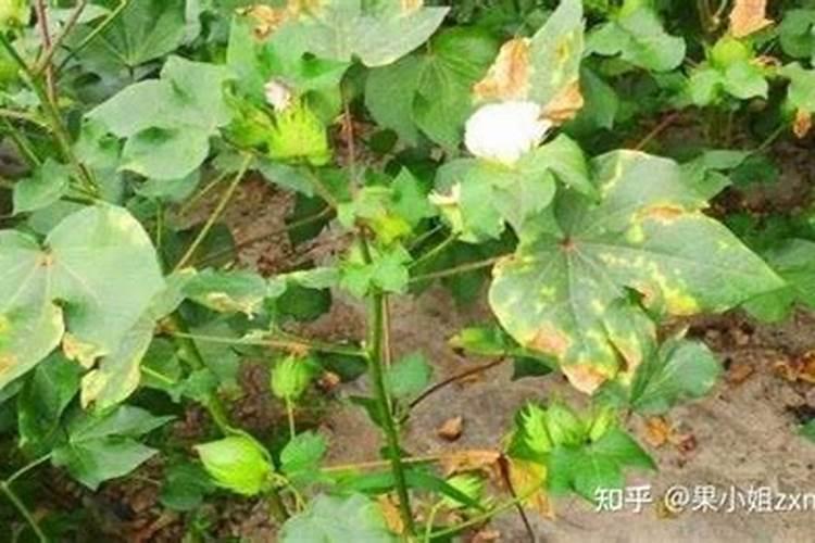 棉花黄萎病用什么药